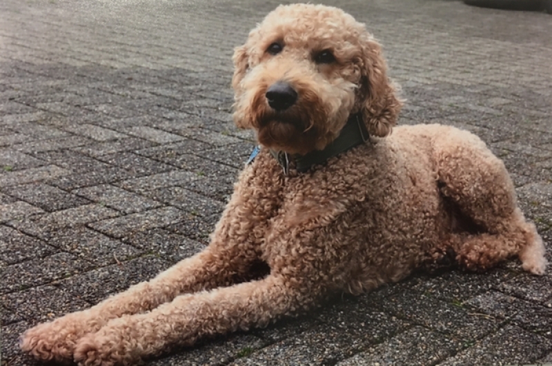 Addy ist unser Kita-Hund. Am allerliebsten hat er es, wenn er gaaanz viel gestreichelt und gekuschelt wird. Er hat eine Ausbildung zum Kindergartenhund gemacht ist super lieb und bellt fast n